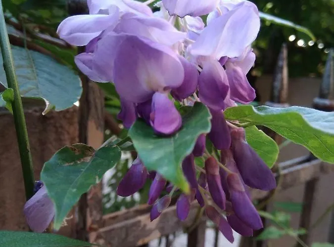 Tilia * בולוניה