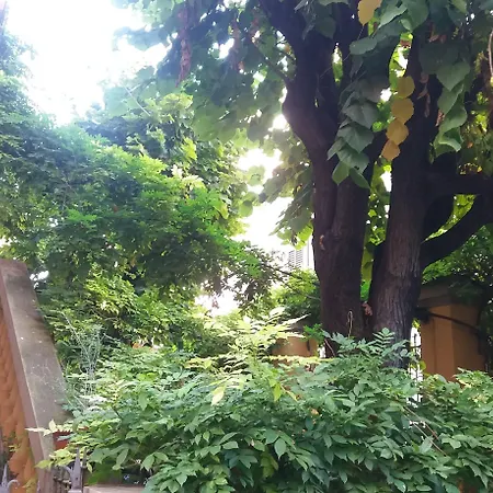 Tilia * Bolonya