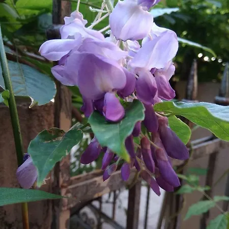 Tilia * 볼로냐