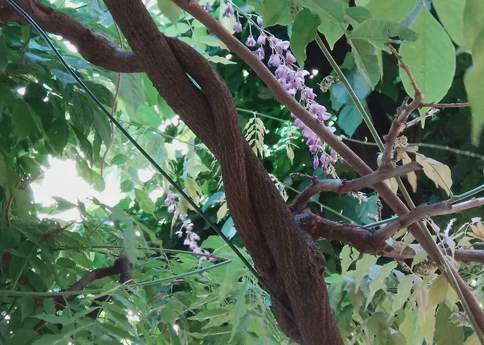 Tilia Lejlighed Bologna