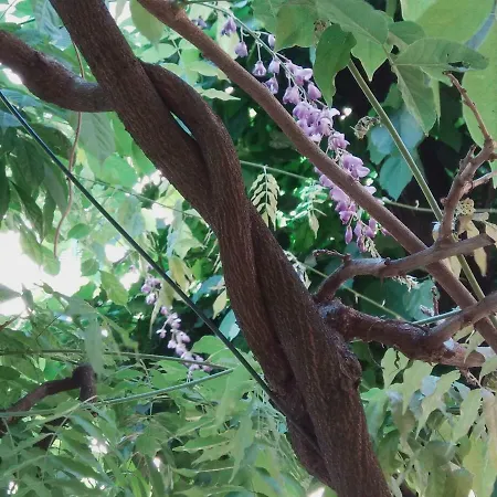 Tilia アパート ボローニャ